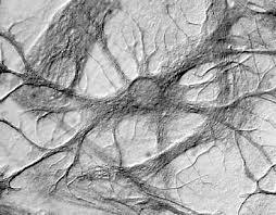 Csillag alakúak Asztrocita A legnagyobb glia