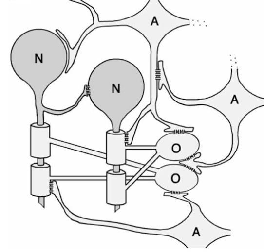(A, B) Asztrocita gap junction a neuropilben (nyilak).
