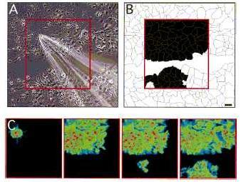 propagating intercelllular Ca ++ wave Glia