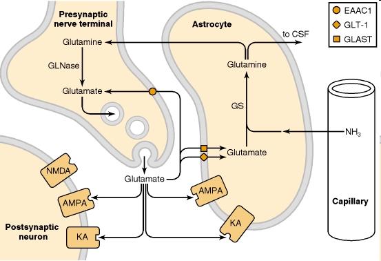 AsztroGlia fiziológia [Glu] ec koncentráció szabályozása glutaminase [Glu] IC ~1-10 mm [Glu] IV ~100 mm [Glu] EC ~1uM glutamine synthase [Glu] IC