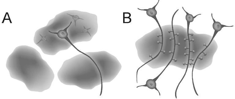 Glia-neuron interakció Glia Neuron szignalizáció 4. Neuronális Hálózatok kontrollja Philip Haydon Halassa 2007 Reichenbach 2010 A, 3 asztrocita.