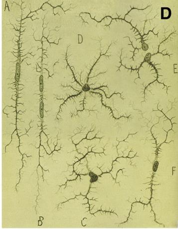 1859-1922, German surgeon Schleich hitte, hogy a gliasejtek és a neuronok egyenrangúak és
