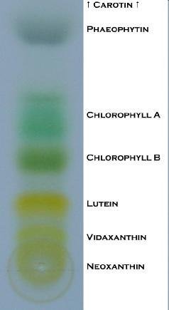 χρωμα (chrōma) = szín A