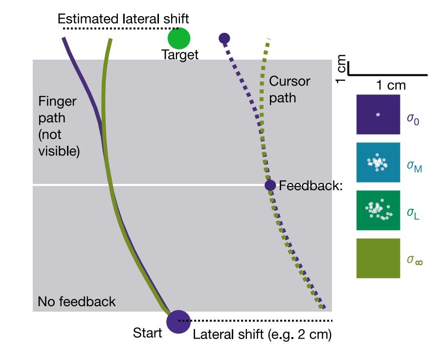 KÖRDING & WOLPERT, 2004 BAYESIAN INTEGRATION IN SENSORIMOTOR LEARNING Ebben a kísérletben azt vizsgálták, hogy az emberek képesek-e egy adott priort megtanulni, illetve a bayesi inferenciát