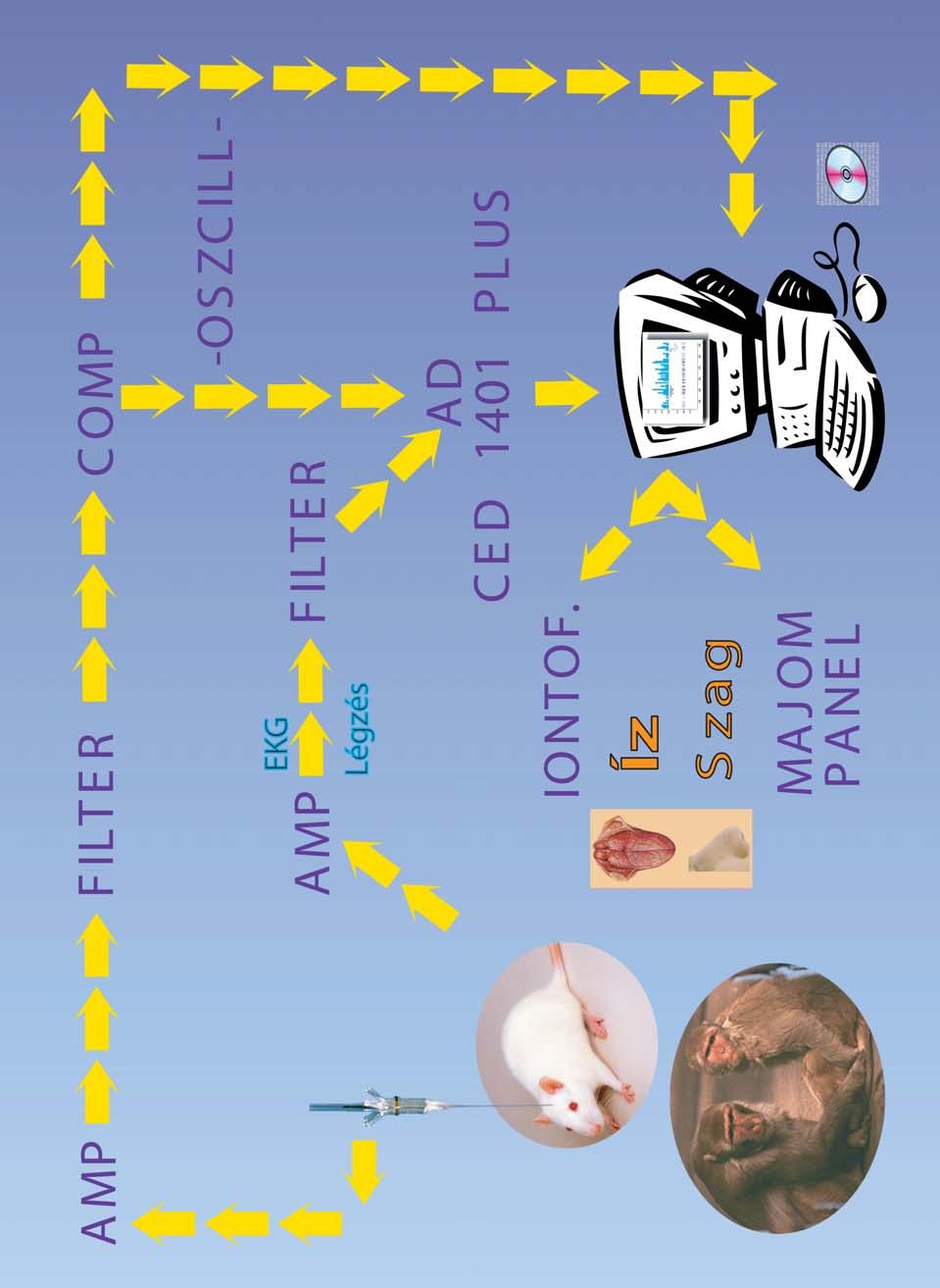 2. ábra