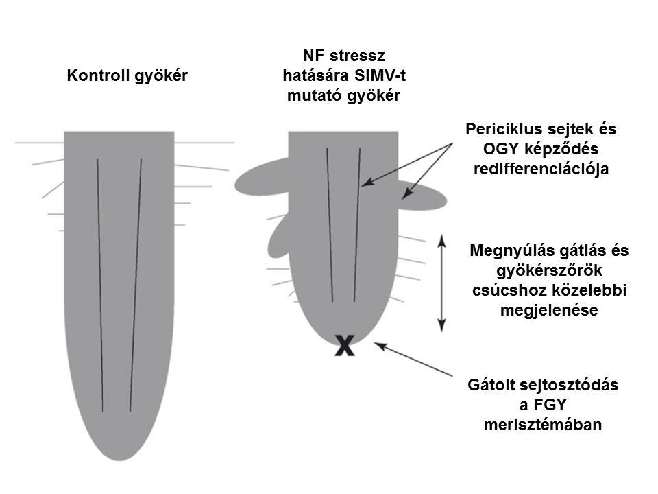Irodalmi áttekintés aminek három fő tünete van: a főgyökér merisztéma sejtek osztódásának és a sejtmegnyúlásnak a gátlása, valamint a periciklus sejtek redifferenciációja.