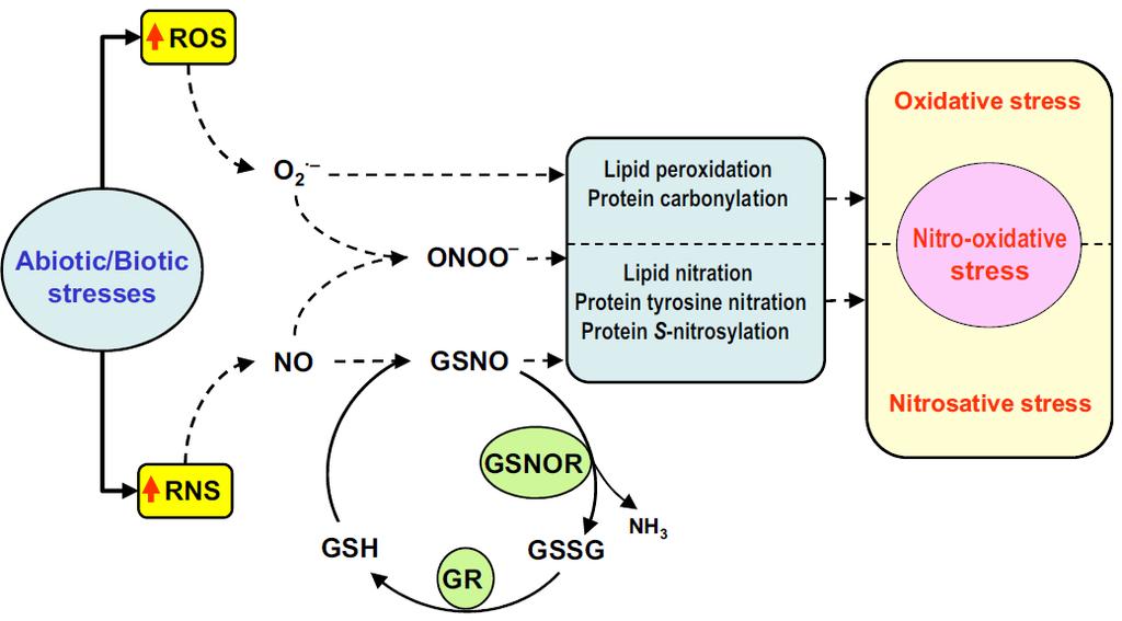 Irodalmi áttekintés kioltásához vezet. A ONOO- szint növekedése azonban maga után vonja a lipid és a fehérje nitráció fokozódását, ami másodlagos, ún.