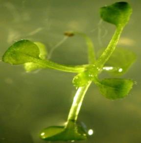 Arabidopsis-ok hajtásrendszeréről, gyökérszőreiről és FGY csúcsairól
