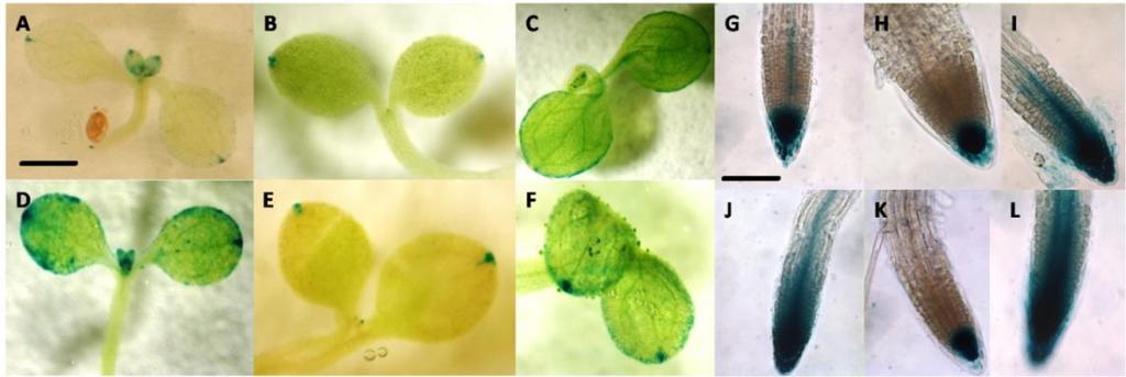 Eredmények 31. ábra A DR5::GUS auxin érzékeny riporter gén expressziója a 7 napos kontroll és réz jelenlétében nőtt Arabidopsis sziklevelében (A-F) és főgyökér csúcsaiban (G-L).