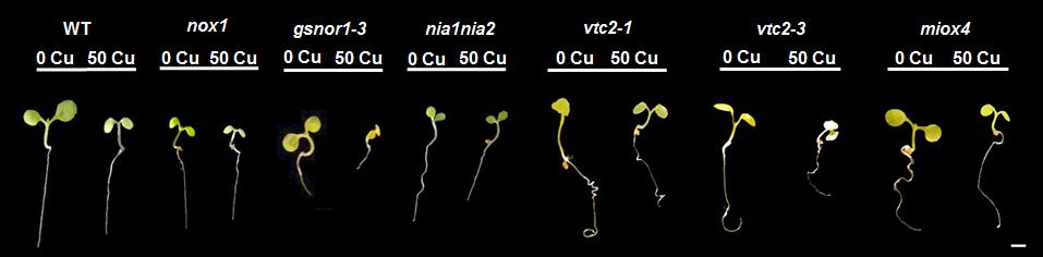 és miox4) csíranövények átlagos friss tömegei kontroll %-ban kifejezve (b) valamint életképessége
