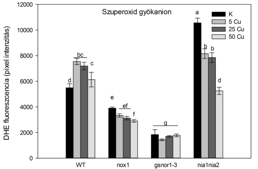 Eredmények 5.10. NO és ROF-k közötti kölcsönhatás Arabidopsis gyökerekben réz stressz során A NO-ROF kölcsönhatás vizsgálata céljából tanulmányoztuk a különböző ROF-k (O.