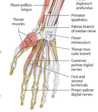 N. medianus alkar flexorok thenar