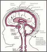 reappraisal". Neurologist. 7: 2 67 (2001). 1.