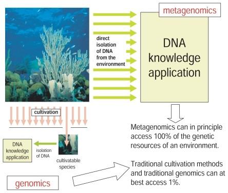 Metagenomika: Különböző környezeti génállományainak minták darabkáit kevert vizsgálja (talaj, a vizek vagy a bőr- és bélflóra).