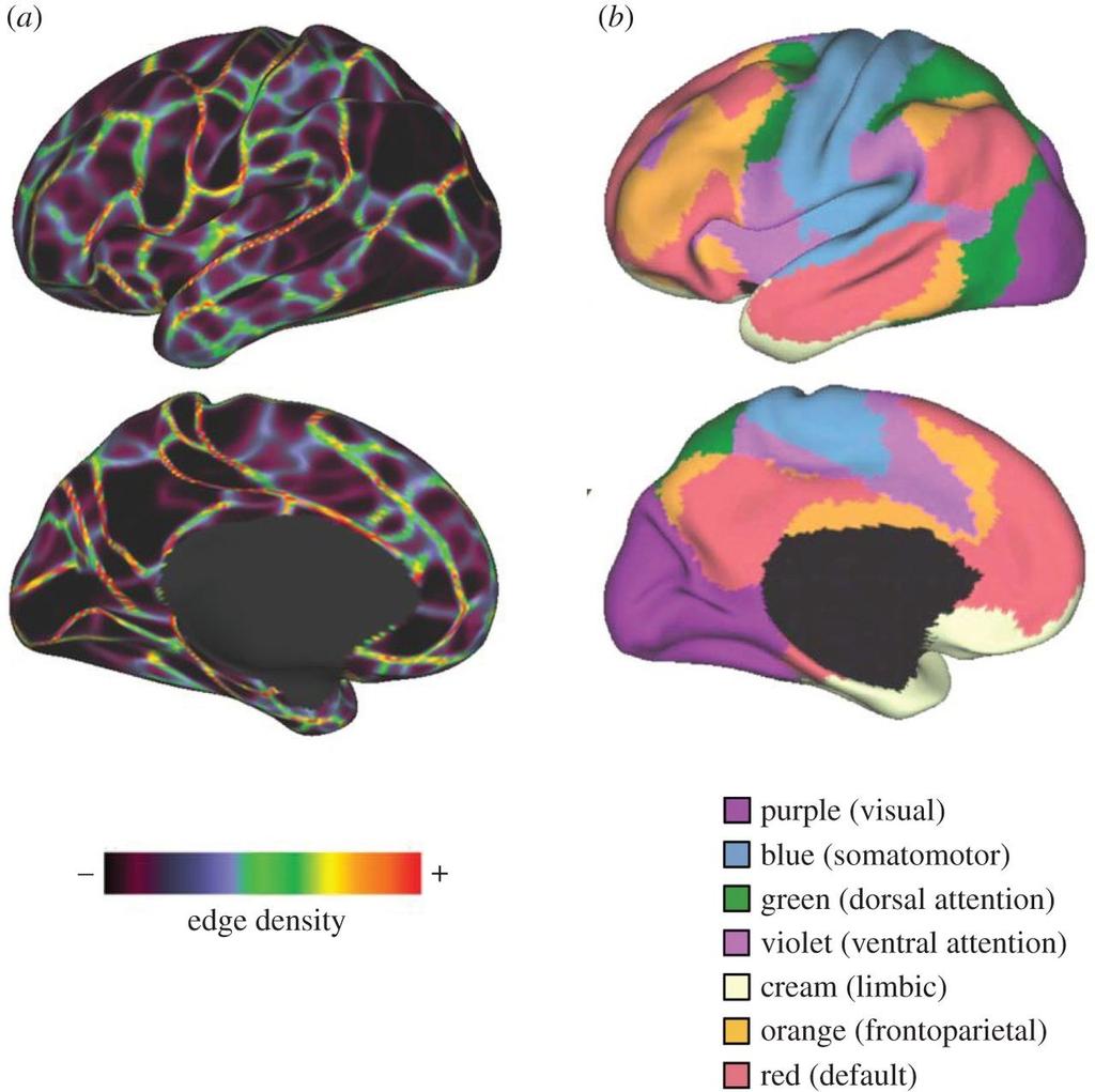 (a) A boundary map derived from group-averaged (n = 160) resting-state functional connectivity.