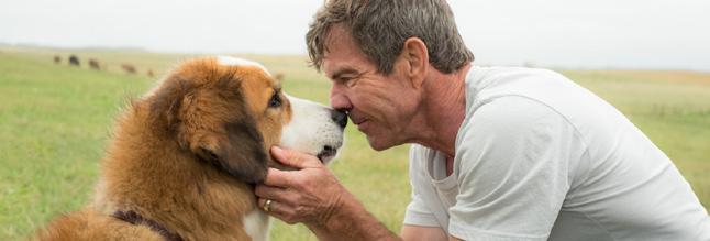 Júliusi jánltink Egy kuty négy élete A Dog s Purpose Rendező: Lsse Hllström Szereplők: