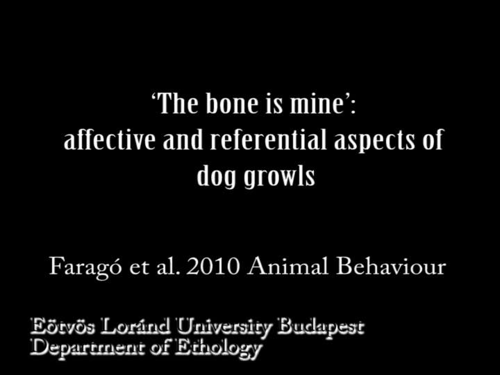 Hangvisszajátszás Morgás hatása a kutyák viselkedésére Fix kontextus táplálék-kompetíciós helyzet Három morgás hatása
