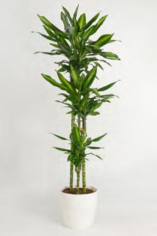 pálma Dracaena Dracaena