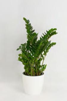 80-100 cm magas, Ficus