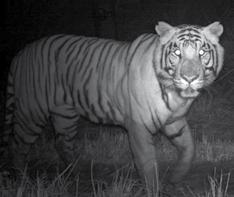 SZÖVEGÉRTÉS Bölcs tigrisek Olvasd el az alábbi cikket a tigrisekről, és válaszolj a hozzá kapcsolódó kérdésekre!