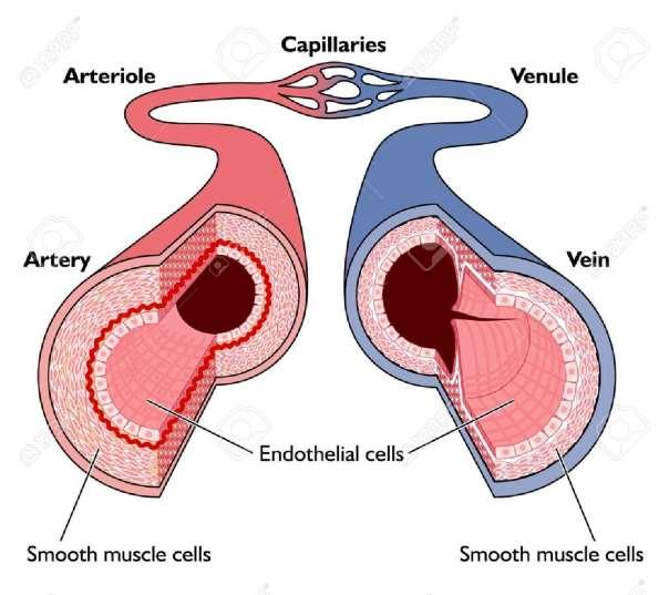 Vérerek Arteriola Kapilláris (gázcsere) Venula Artéria (a szívet elhagyó