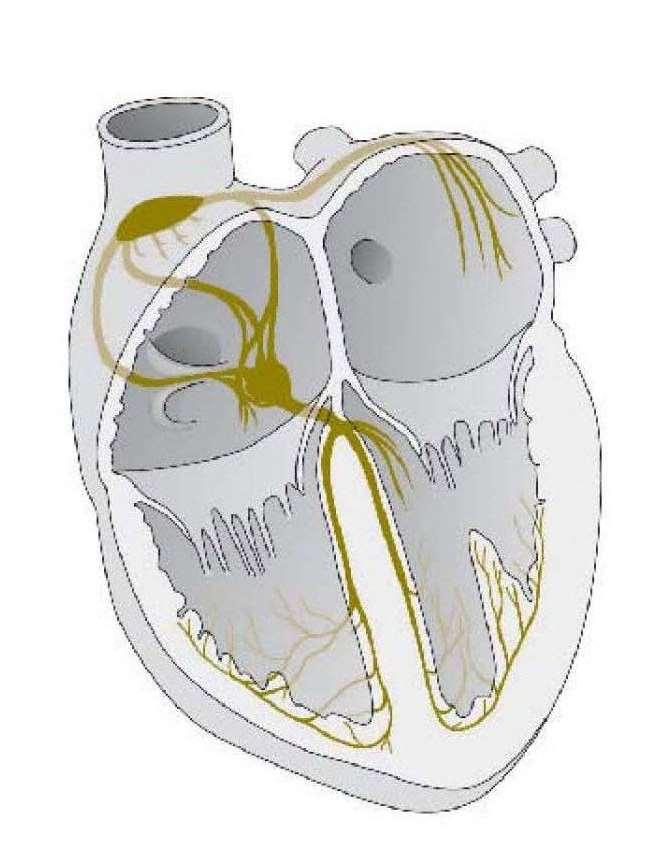 A szív ingerképző rendszere szinuszcsomó A szinuszcsomóban kb 70/perc-es frekvenciájú ingerület képződik, melyet a pitvar izomzata továbbvezet a pitvar-kamrai csomóra.