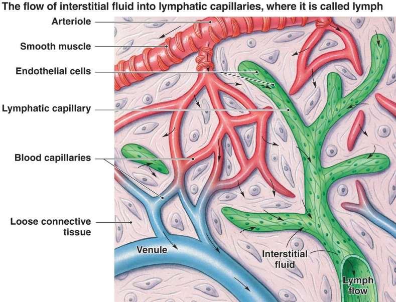 Nyirok A kapillárisok területén a plazma kiáramlik az erekből, ennek 90%-a áramlik csak vissza.