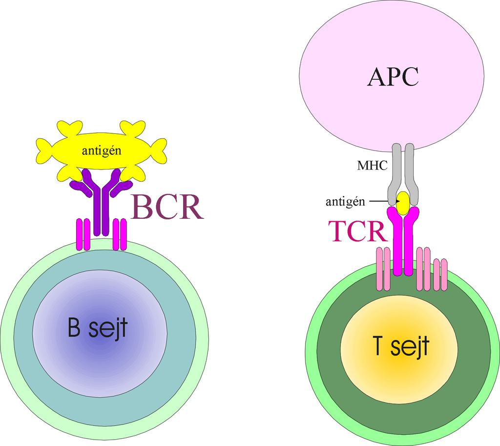A B- és T sejtek