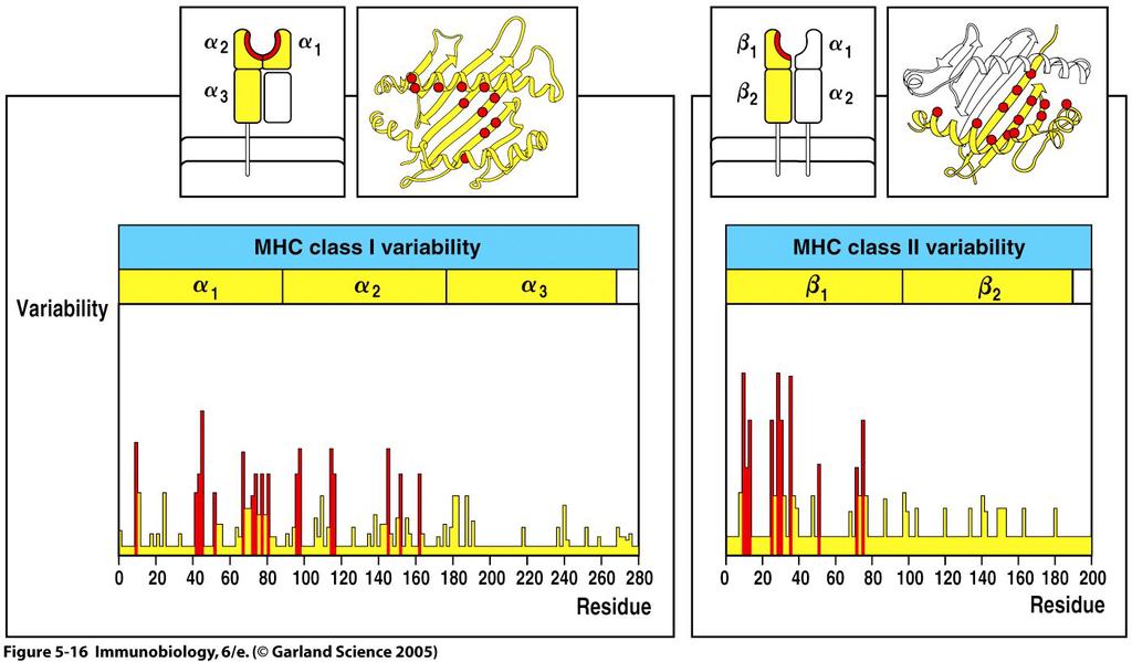 Az MHC-I és MHC-II peptid kötése 1 MHC molekula 3-500 különböző peptidet
