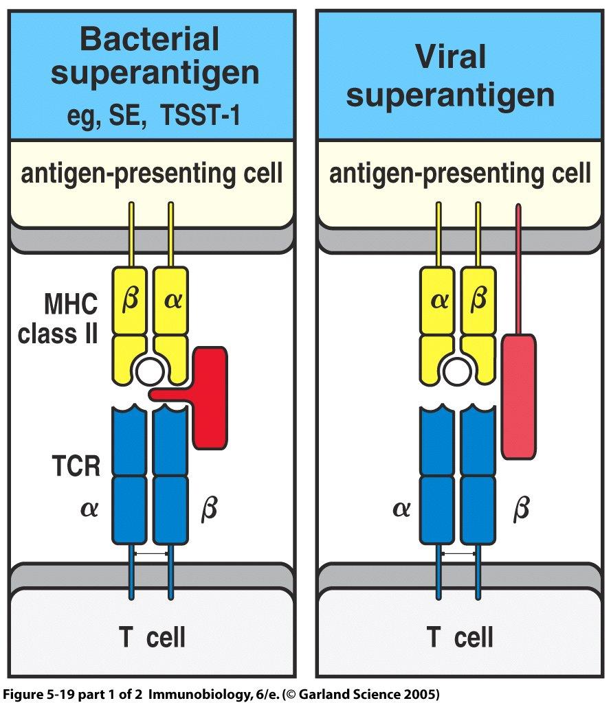 Szuperantigének A szuperantigének nem antigén (epitóp) specifikus módon, hanem véletlenszerűen kötik keresztbe a TcR-t és az MHC-t.