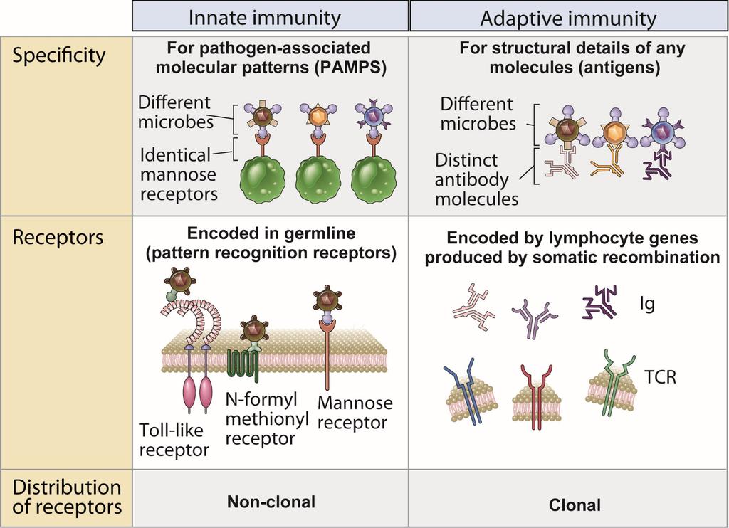 Cellular and Molecular Immunology, 7 th