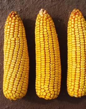 Syngenta Kukorica hibridek SY Iridium FAO 360 Több év átlagában is stabil, kiegyenlített terméseredményt mutató hibrid, mely koraiságával, gyors betakaríthatóságával bármely gazdaság