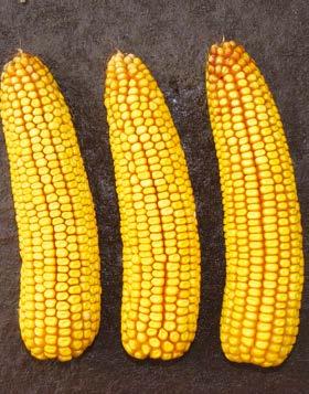 Syngenta Kukorica hibridek SY Zephir FAO 390 A kiszámíthatóság megbízható termőképességel párosul az SY Zephir esetében.
