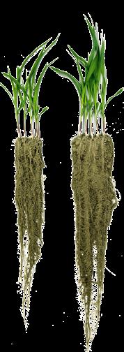 Egészséges növény már a kezdetektől Az Artesian hibridek a világon elsőként egy speciális hármas csávázó szer kombinációval kerülnek forgalomba.