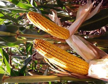 Syngenta Artesian Kukorica hibridek SY Premeo ÚJ! FAO 390-410 Új Artesian kukorica hibrid a maximális terméshozam elérésért.