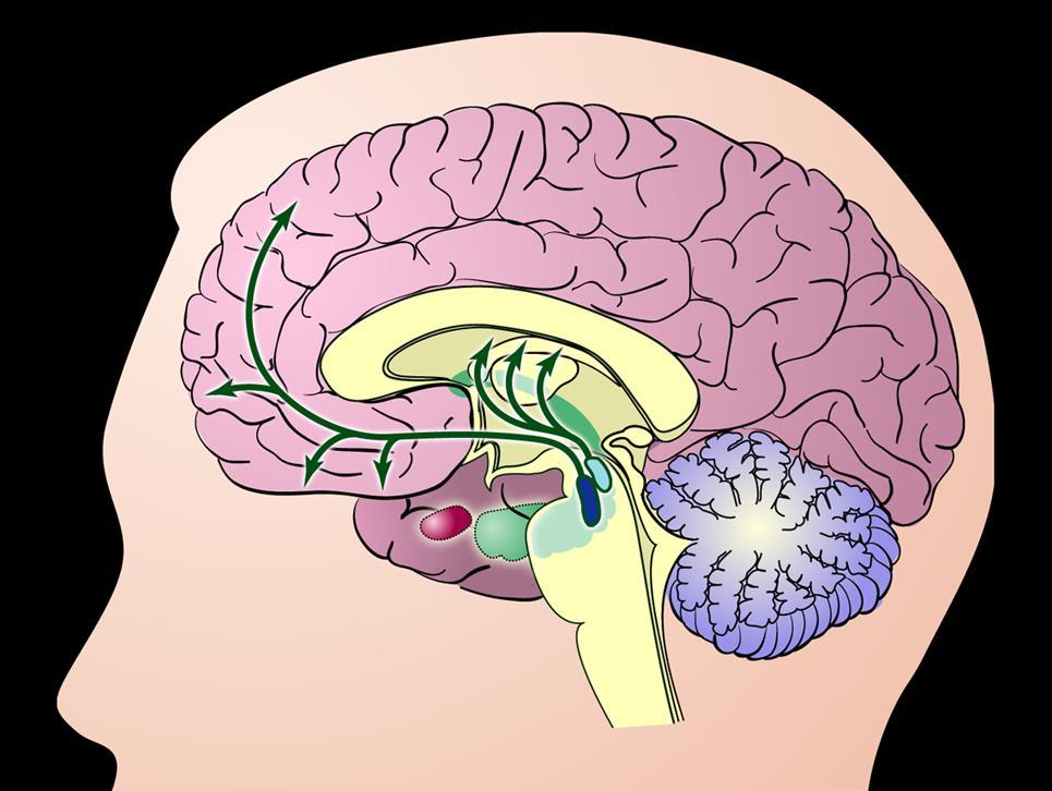 Limbic region Substantia nigra Prefrontal cortex