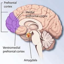 Brain Structure & Function Differences in brain maturation, structure, function (particularly abnormalities in frontostriatal circuitry): Prefrontal cortex Basal ganglia
