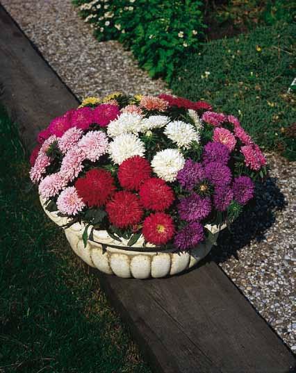Ball kompakt, korai virágzás mutatós, élénk színű virágok pack-es