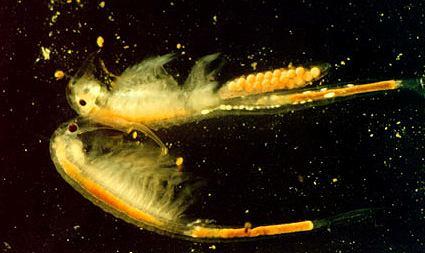 hím és nőstény úszás: hanyattfekve Branchipus schaefferi közönséges tócsarák hazai, időszakos kisvizekben (pl. keréknyom), kb.
