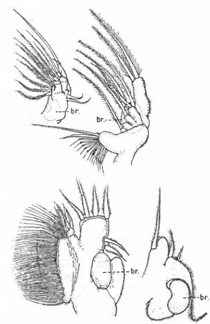 a Daphnia pulex vízibolha faj levéllábai (1,2,3,5.) (br.
