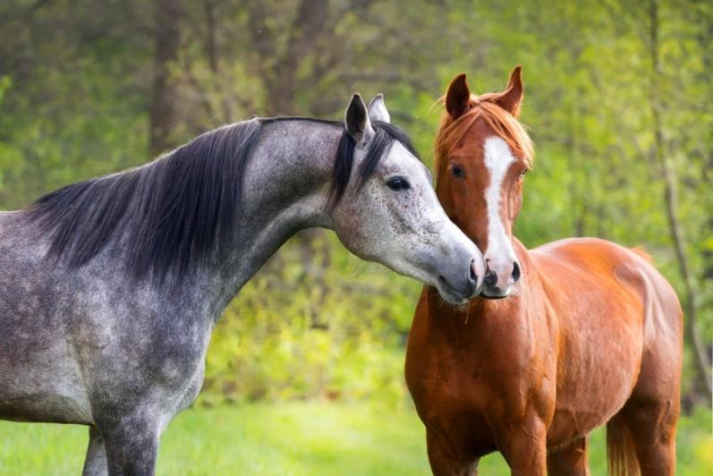 IV. A lófélék mozgatása az EU területén - Különleges állatcsoport, a gazdasági haszonállatokra vonatkozó szabályok nem alkalmazhatók teljes egészében - Sok esetben igazgatási szempontból inkább