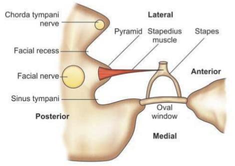 Recessus facialis,