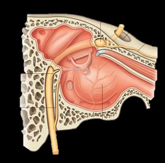 N. facialis A canalis n.