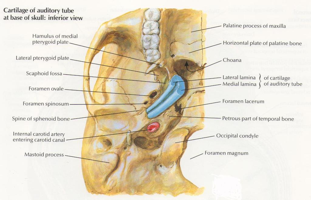Eustach-féle kürt Fülkürt (tuba auditiva) dobüreget az orrgarattal összekötő kb.