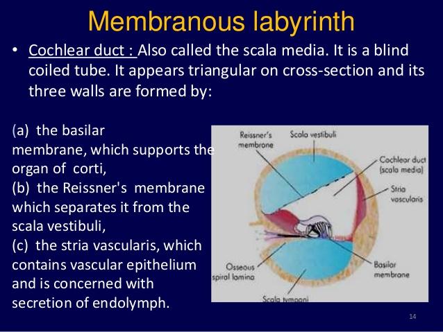 középfül csontos labyrinthus pyramis hallócsontok