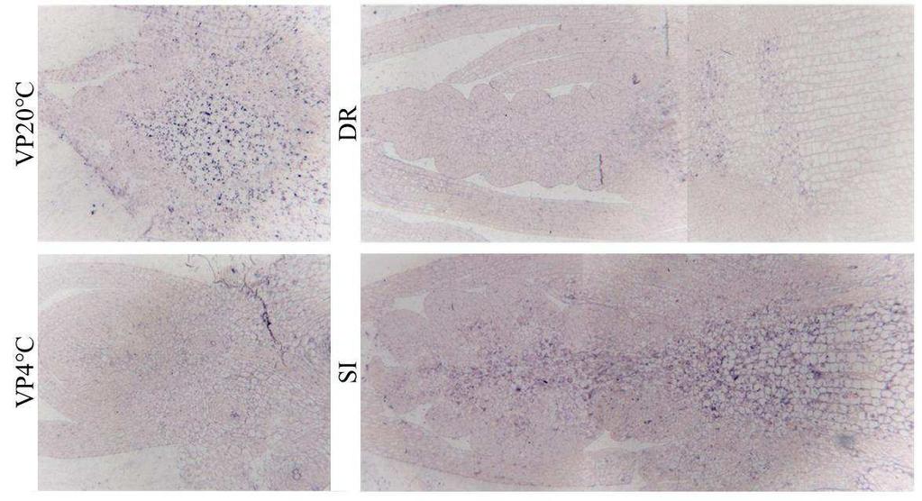 elágazását szabályozó strigolaktonok szintézisében vesz részt. A búzagénnel árpát és Arabidopsis-t transzformáltunk, a gén beépülését és kifejeződését bizonyítottuk.