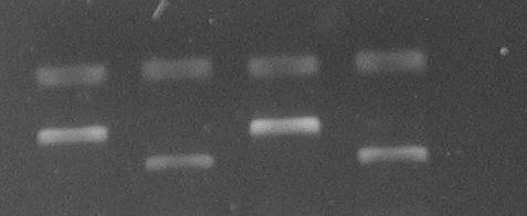 gé: D weak type 1, D weak type 4.0/4.