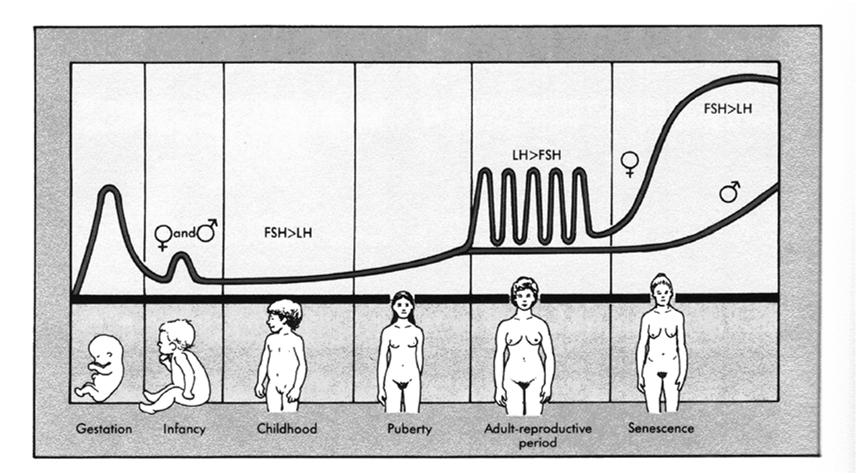 Gonadotróp hormontermelés Berne and Levy, Mosby Year