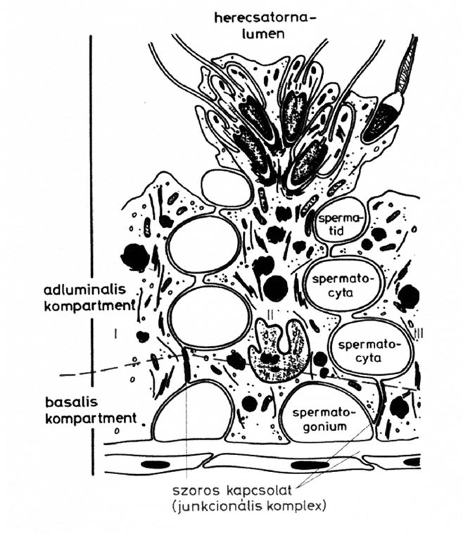 51-6 A spermiumok képződése Fonyó: Orvosi Élettan,