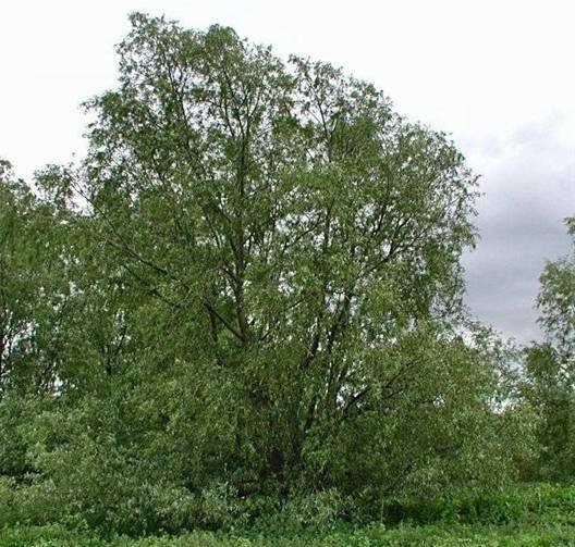 Salix főz 1.